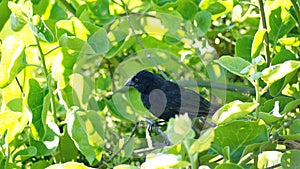 DarwinÃ¢â¬â¢s Finch in a tree at Darwin Station photo